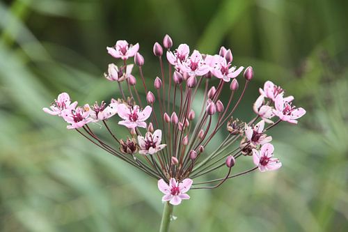 Bloem, fragiel