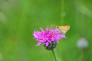 Vlinder op roze korenbloem groene achtergrond van My Footprints