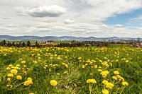 Lenteweide tussen Thyrnau en Kellberg bij Passau, Neder-Beieren