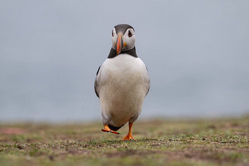 Atlantic puffin in its natural habitat