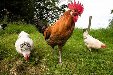 Hühner und Hahn in der Natur von Roland de Zeeuw fotografie