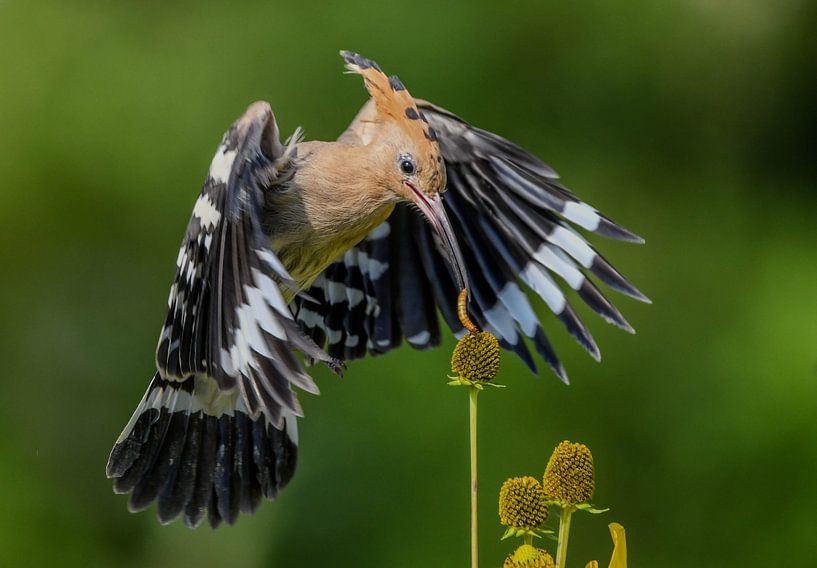 Caught by Erik Ramaker den Ouden