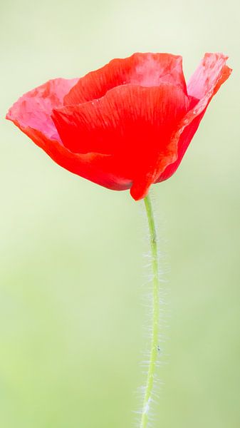 Portrait of a poppy (narrow portrait version) by Fotografie Jeronimo