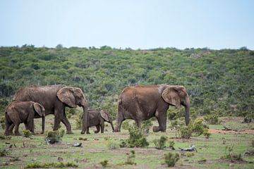 A elephant family on its way by Jack Koning