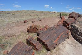 Petrified trees in Petrified Forest by Bernard van Zwol