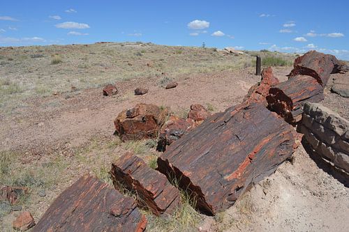 Petrified trees in Petrified Forest