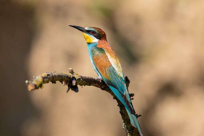 Bee-eater (Merops apiaster) by Gert Hilbink