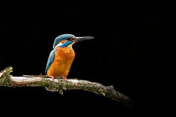 IJsvogel,  Alcedo atthis van Gert Hilbink