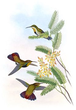 St. Thomas's Mango, John Gould van Hummingbirds