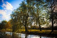 Brabant