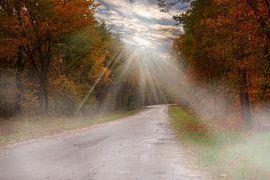 Nebel im Herbst im Wald.