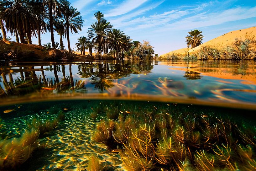 Oasis avec eau claire et plantes par Art & Soul Creations