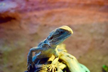 Dwarf Bearded Dragon by Mina Nakamura