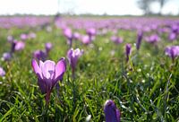Spring - meadow full of crocuses