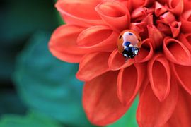 Lieveheersbeestje. von Patrick Brouwers