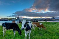 Façade de la ville de Kampen avec des vaches