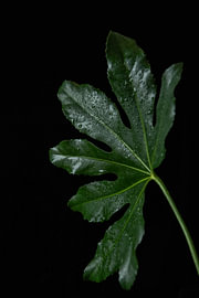 Emerald Poise von Cindy Coenen Fine Art