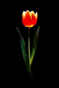 Tulpe von Jasper del Prado