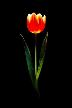 Tulipe sur Jasper del Prado