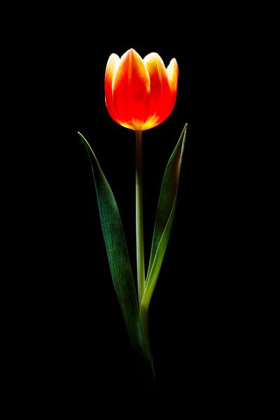 Tulp van Jasper del Prado