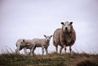 Nieuwsgierig schaap met lammetjes van Milou Oomens thumbnail