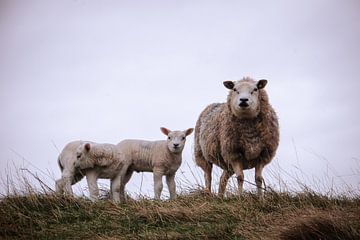 Curious sheep with lambs by Milou Oomens