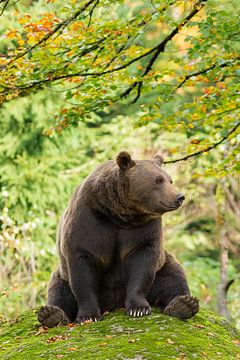 Winnie Puuh der Bär von Rob Christiaans