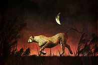 Règne animal –  Chasse au guépard pendant la nuit africaine par Jan Keteleer Aperçu