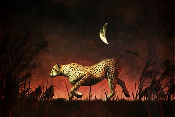Dierenrijk – Cheetah  op jacht tijdens de Afrikaanse nacht