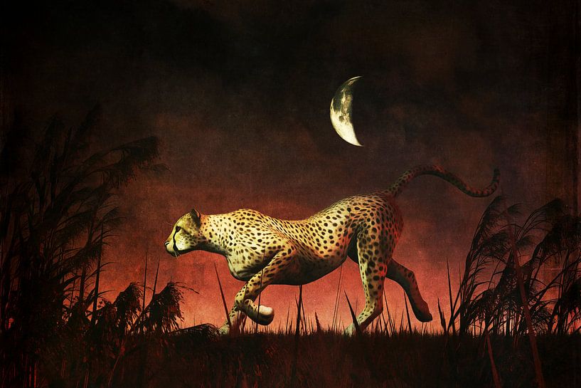 Règne animal –  Chasse au guépard pendant la nuit africaine par Jan Keteleer