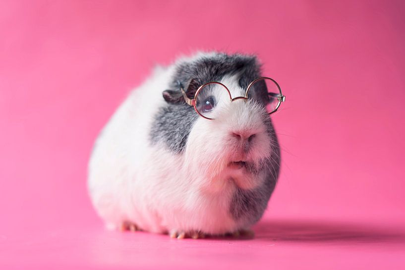 Cochon d'Inde à lunettes par Marloes van Antwerpen