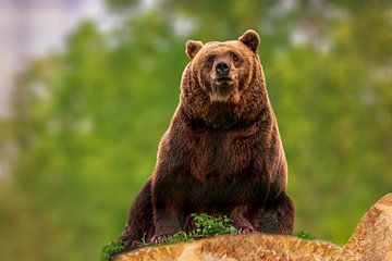 a brown bear (Ursus arctos) sits on a rock in the forest and sunbathes by Mario Plechaty Photography