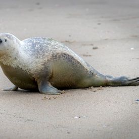 Remise en liberté des phoques sur l'île de Texel sur Marcel Pietersen
