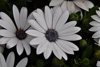 Bloemen
