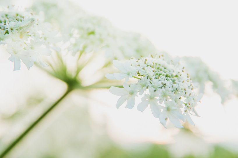 Abstract Heracleum par ElkeS Fotografie