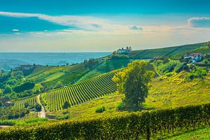 Weinberge auf den Hügeln der Langhe am Morgen, Monforte d'Alba
