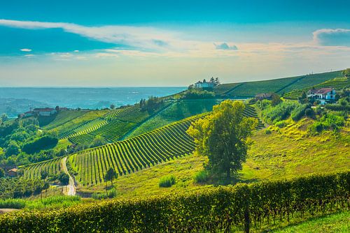 Wijngaarden op de heuvels van Langhe in de ochtend, Monforte d'Alba