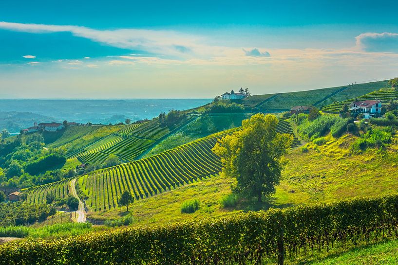 Weinberge auf den Hügeln der Langhe am Morgen, Monforte d&#039;Alba von Stefano Orazzini