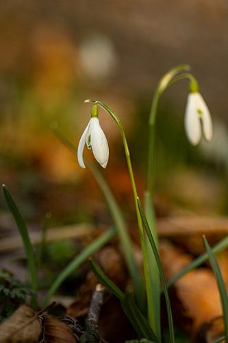 two snowdrops in the forest