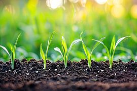 Ontkiemende spruiten in voedzame aarde van Imperial Art House