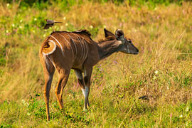 Female Kudu Antelope with an Oxpecker Bird Flying Overhead by Johannes Jongsma