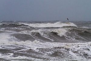 Kleine Jager in herfst storm boven zee