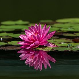 Traumhaft schöne Seerose - im Wasser gespiegelt von Ursula Di Chito