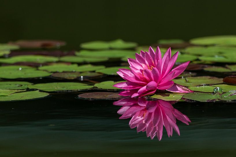 Fantastisch mooie waterlelie weerspiegeld in het water van Ursula Di Chito