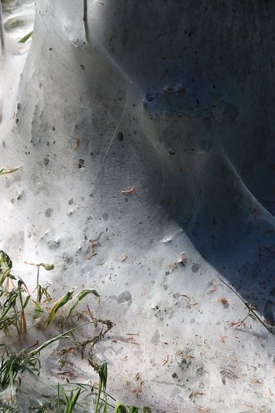 nature art by Eduard metz