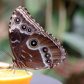 Blauer Morphofalter von Matthias Brix