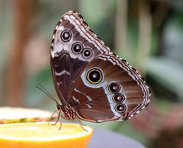 Blue morpho butterfly by Matthias Brix
