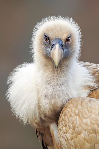 un vautour fauve le matin par un lever de soleil doré sur Mario Plechaty Photography