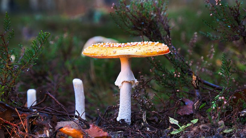 Fly agaric by Rudi Everaert