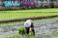 Rijstplanter in Bali von Brenda Reimers Photography Miniaturansicht